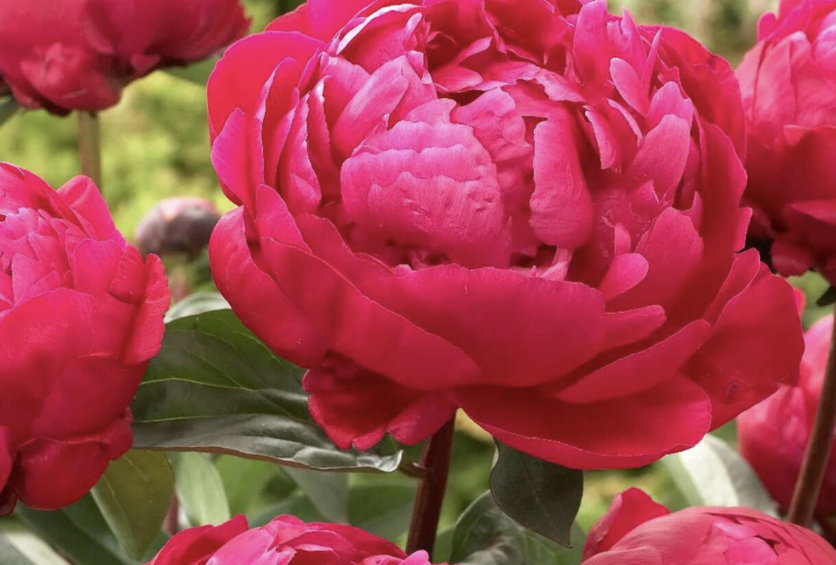 Pivoňka bělokvětá 'Red Sarah Bernhard' - Paeonia lactiflora 'Red Sarah Bernhard'