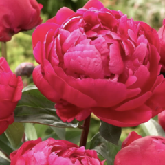 Pivoňka bělokvětá 'Red Sarah Bernhard' - Paeonia lactiflora 'Red Sarah Bernhard'