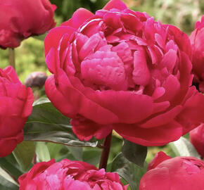 Pivoňka bělokvětá 'Red Sarah Bernhard'