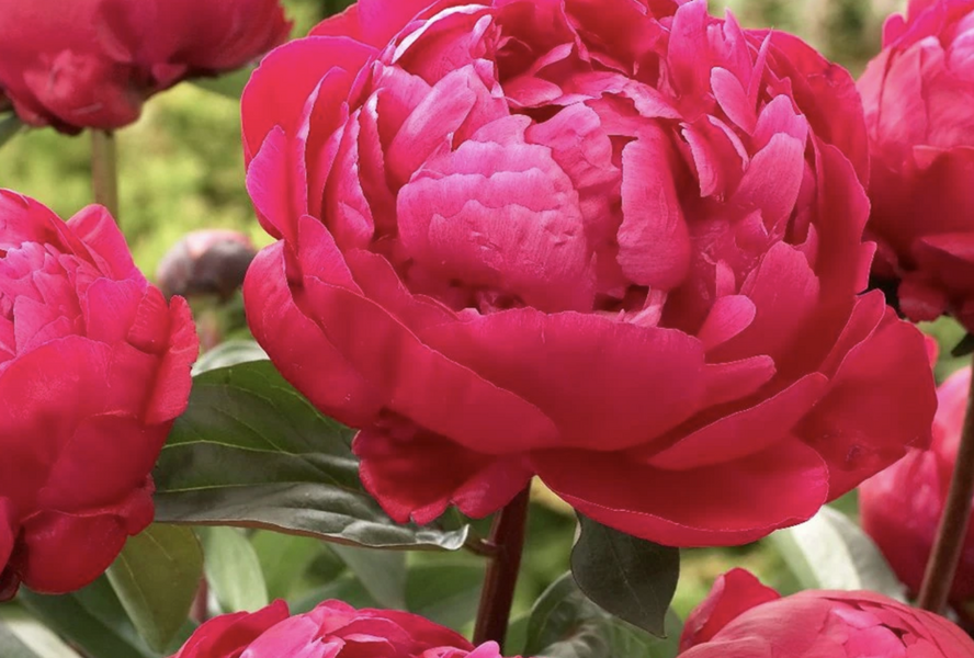 Pivoňka bělokvětá 'Red Sarah Bernhard' - Paeonia lactiflora 'Red Sarah Bernhard'