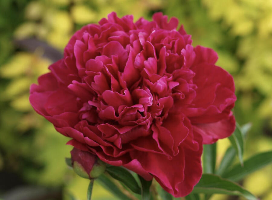 Pivoňka bělokvětá 'Paul M. Wild' - Paeonia lactiflora 'Paul M. Wild'