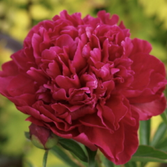 Pivoňka bělokvětá 'Paul M. Wild' - Paeonia lactiflora 'Paul M. Wild'