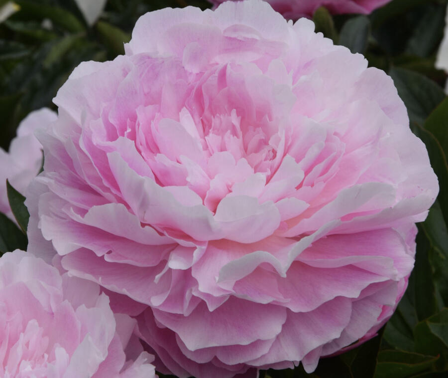 Pivoňka bělokvětá 'Susie Q' - Paeonia lactiflora 'Susie Q'