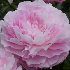 Pivoňka bělokvětá 'Susie Q' - Paeonia lactiflora 'Susie Q'