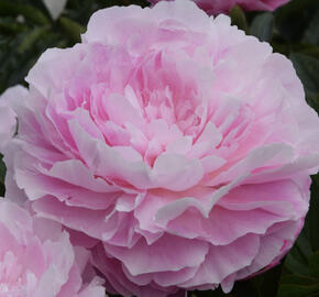 Pivoňka bělokvětá 'Susie Q'