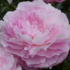 Paeonia lactiflora 'Susie Q'.png