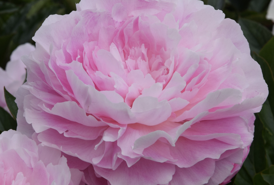 Pivoňka bělokvětá 'Susie Q' - Paeonia lactiflora 'Susie Q'