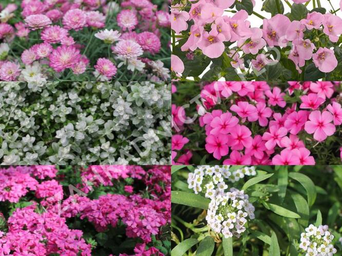 Sestava růžových a bílých letniček na slunce - Růžovo bílá na slunce