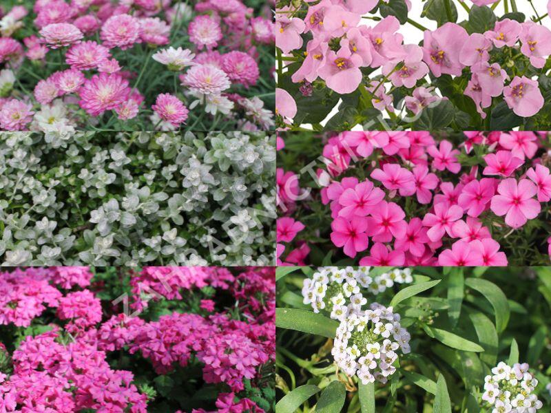 Sestava růžových a bílých letniček na slunce - Růžovo bílá na slunce