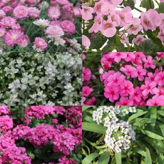 Sestava růžových a bílých letniček na slunce - Růžovo bílá na slunce