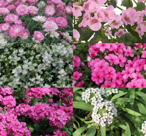 Sestava růžových a bílých letniček na slunce