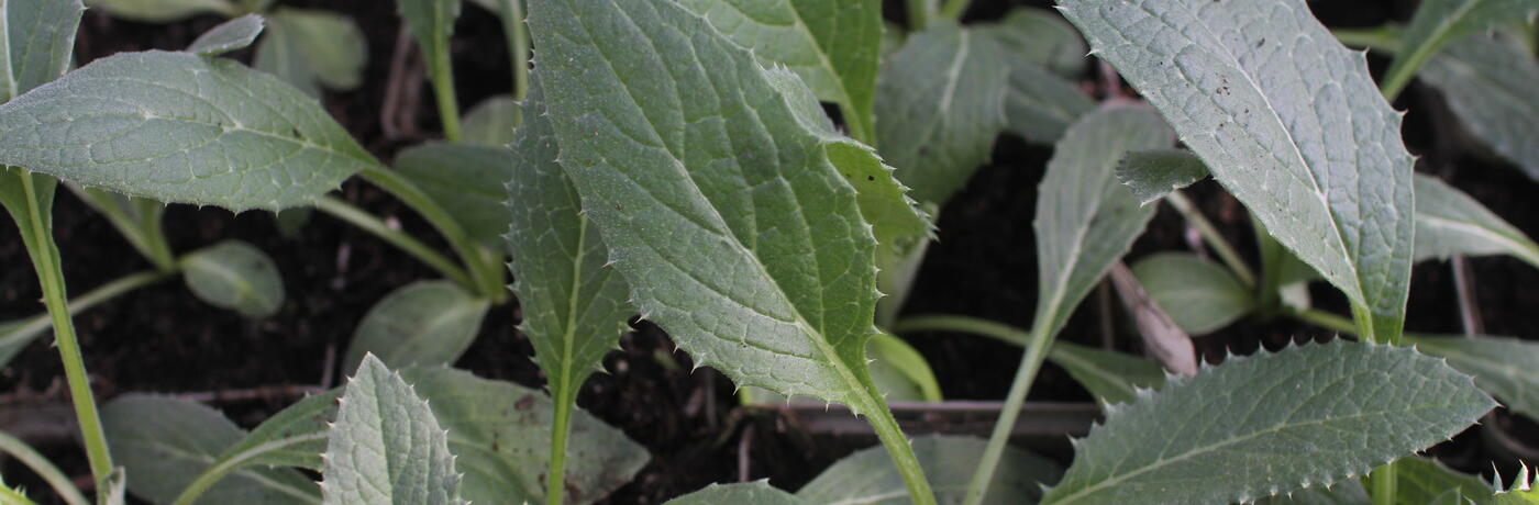 Cynara scolymus ''Imperial Star''