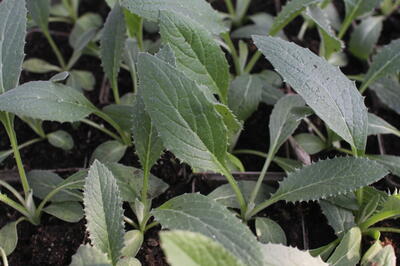 Cynara scolymus ''Imperial Star''