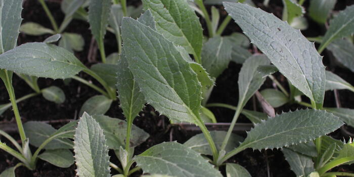 Cynara scolymus ''Imperial Star''
