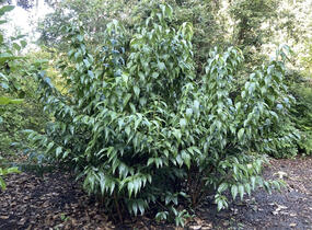 Zimokvět časný - Chimonanthus praecox