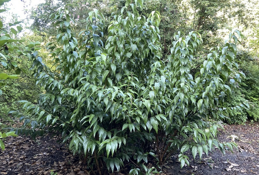 Zimokvět časný - Chimonanthus praecox