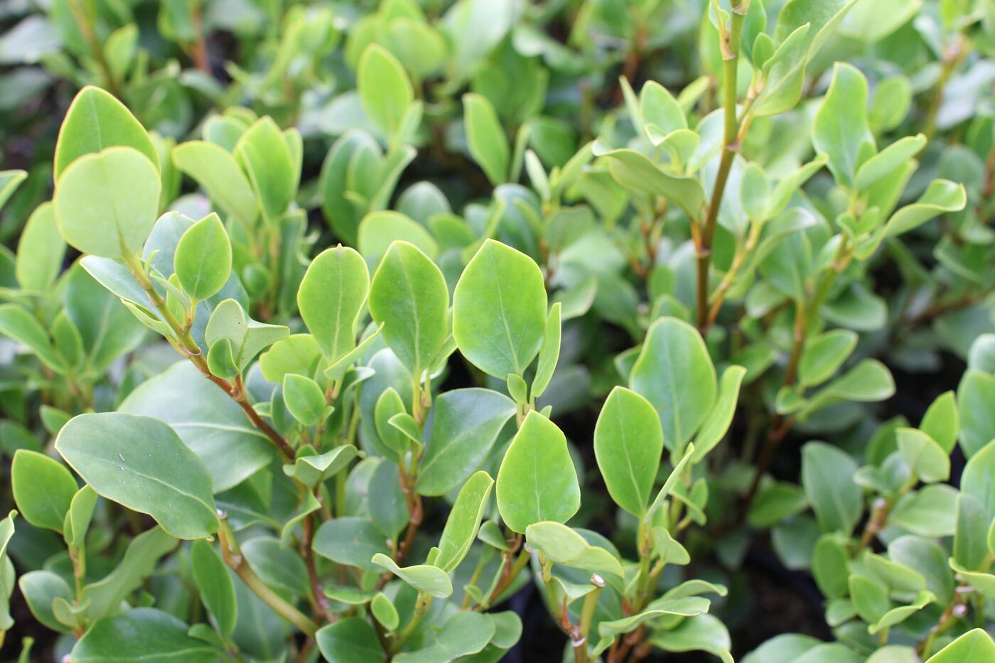 Griselinia littoralis ''Redge''