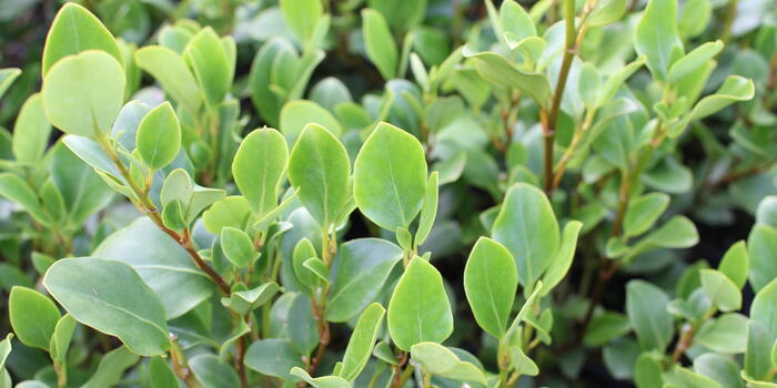 Griselinia littoralis ''Redge''