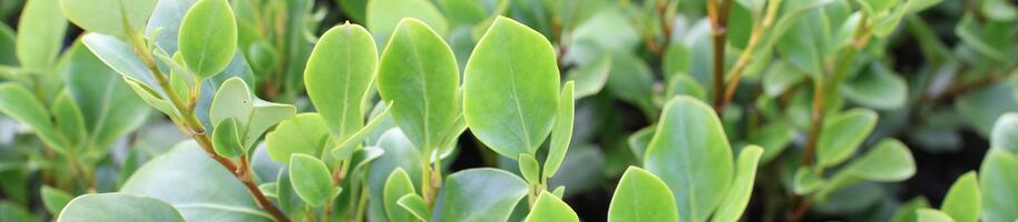Griselinia littoralis ''Redge''