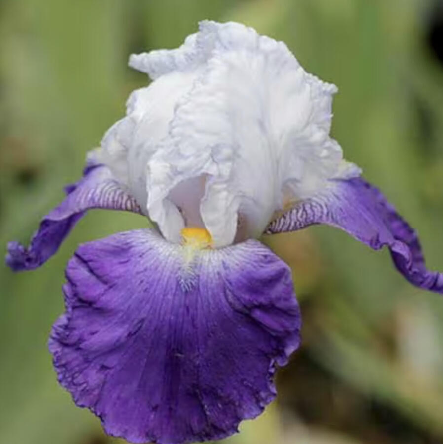 Kosatec německý 'Arpege' - Iris barbata-elatior 'Arpege'