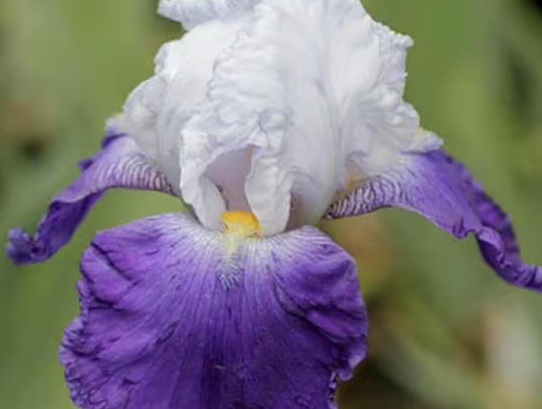 Kosatec německý 'Arpege' - Iris barbata-elatior 'Arpege'