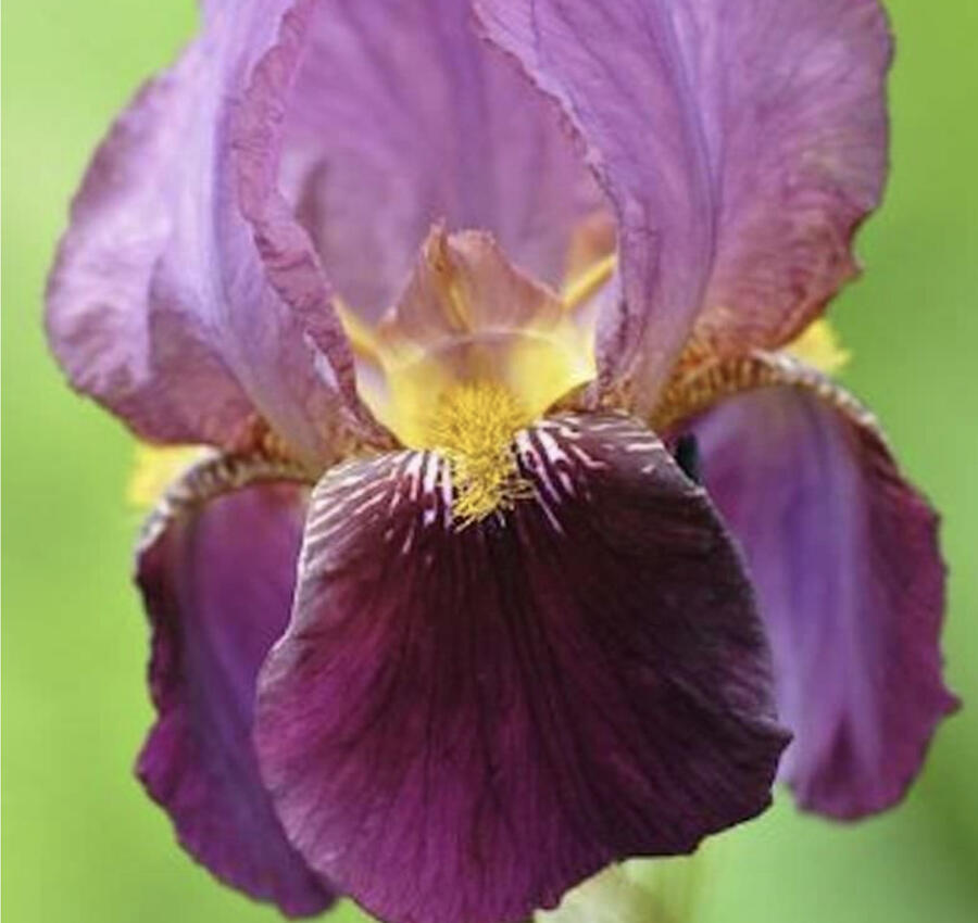 Kosatec německý 'Senlac' - Iris barbata-elatior 'Senlac'