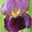 Kosatec německý 'Senlac' - Iris barbata-elatior 'Senlac'