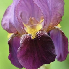 Kosatec německý 'Senlac' - Iris barbata-elatior 'Senlac'