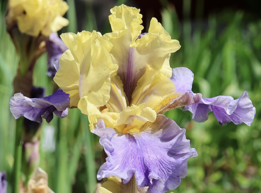 Kosatec 'Edith Wolford' - Iris barbata-elatior 'Edith Wolford'