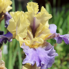 Kosatec 'Edith Wolford' - Iris barbata-elatior 'Edith Wolford'