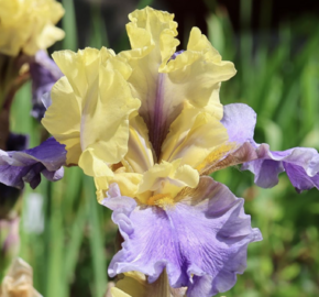 Kosatec 'Edith Wolford' - Iris barbata-elatior 'Edith Wolford'