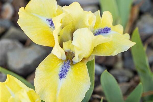 Kosatec nízký 'Stockholm' - Iris barbata-pumila 'Stockholm'
