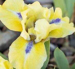 Kosatec nízký 'Stockholm' - Iris barbata-pumila 'Stockholm'