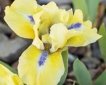 Kosatec nízký 'Stockholm'