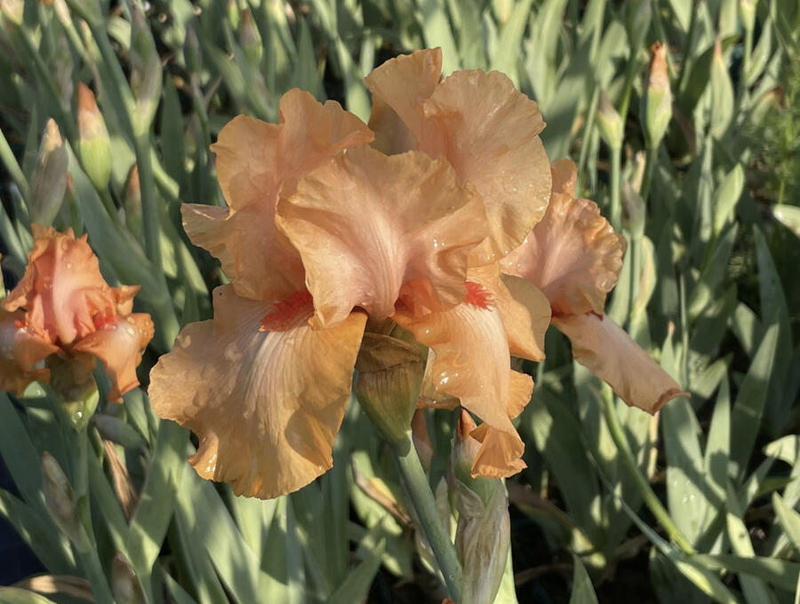 Kosatec 'Robusto' - Iris barbata-elatior 'Robusto'