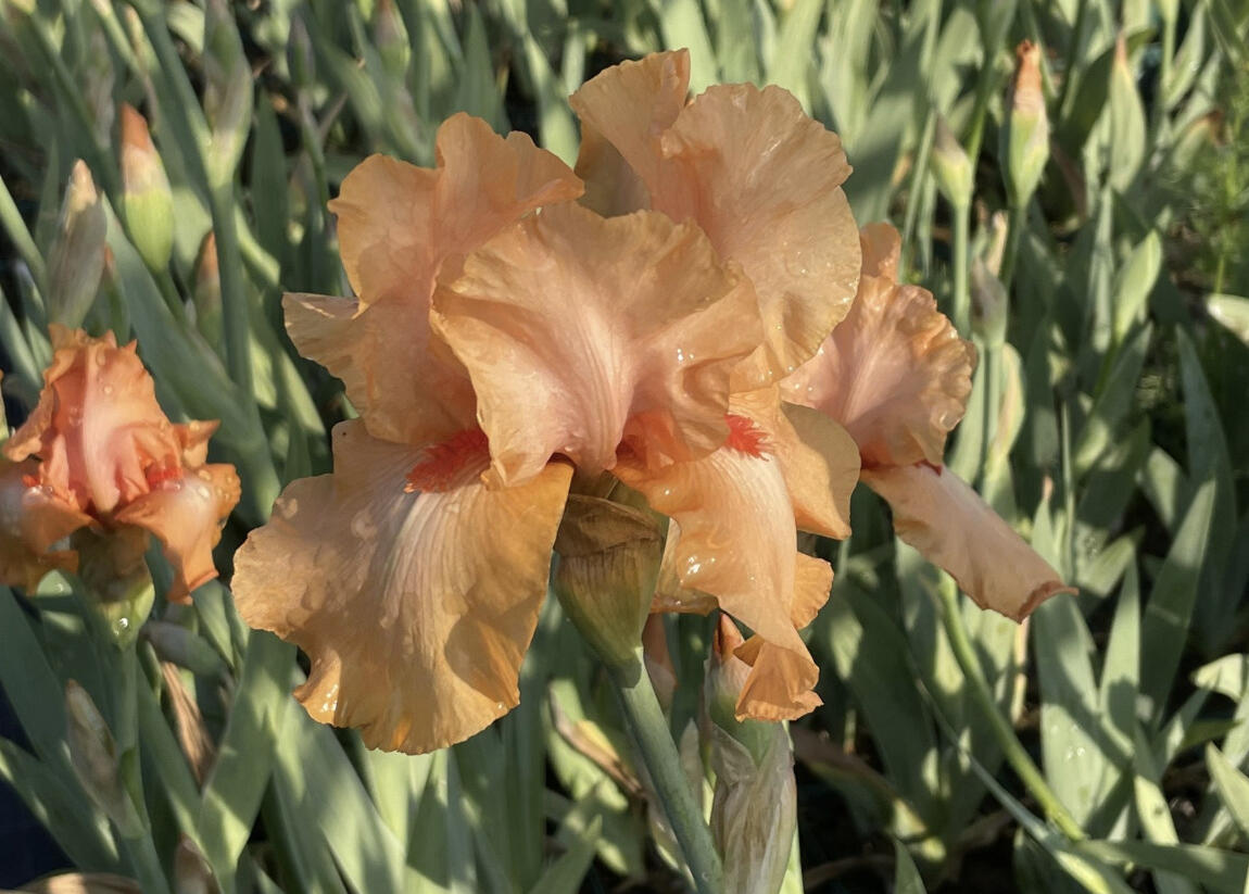 Kosatec 'Robusto' - Iris barbata-elatior 'Robusto'
