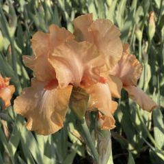 Kosatec 'Robusto' - Iris barbata-elatior 'Robusto'