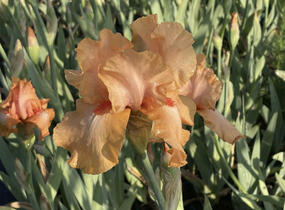 Kosatec 'Robusto' - Iris barbata-elatior 'Robusto'