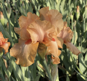 Kosatec 'Robusto' - Iris barbata-elatior 'Robusto'