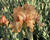 Kosatec 'Robusto'
