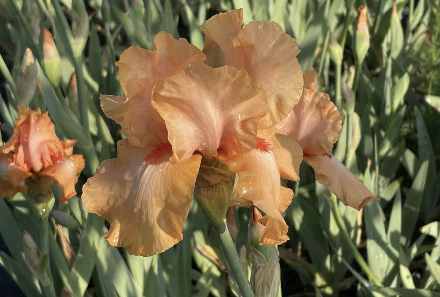 Kosatec 'Robusto' - Iris barbata-elatior 'Robusto'