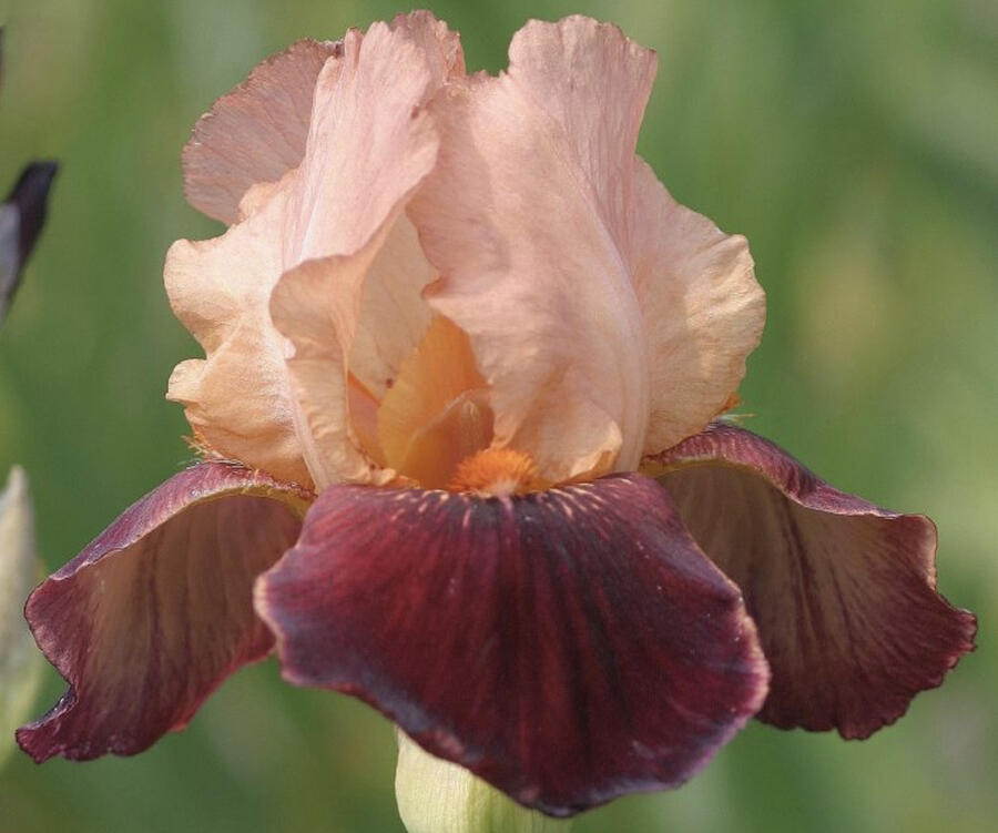 Kosatec 'Cimmaron Strip' - Iris barbata-elatior 'Cimmaron Strip'