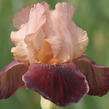 Kosatec 'Cimmaron Strip' - Iris barbata-elatior 'Cimmaron Strip'