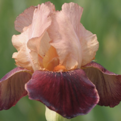 Kosatec 'Cimmaron Strip' - Iris barbata-elatior 'Cimmaron Strip'