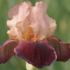 Iris barbata-elatior 'Cimmaron Strip'.png