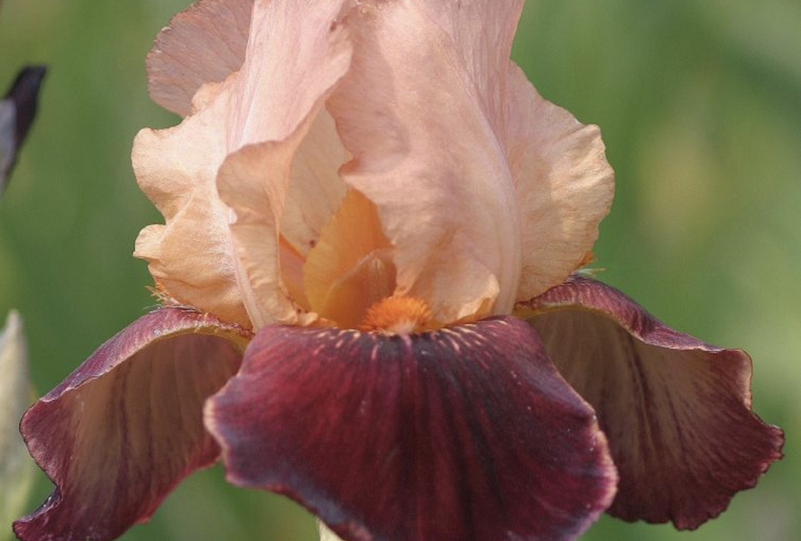 Kosatec 'Cimmaron Strip' - Iris barbata-elatior 'Cimmaron Strip'