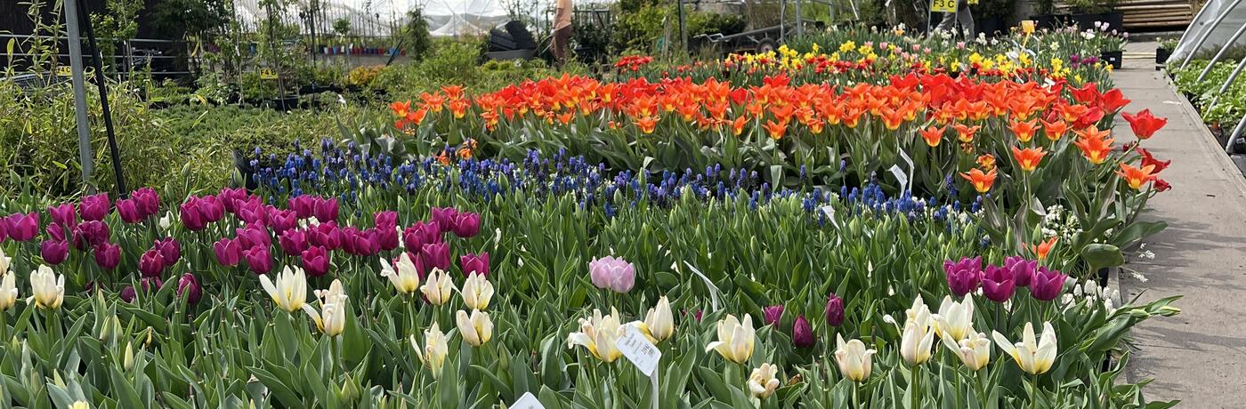 duben v zahradnictví flos