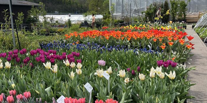 duben v zahradnictví flos