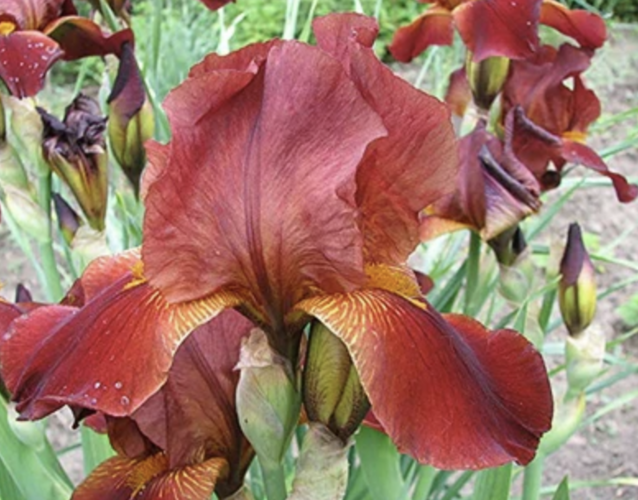 Kosatec 'Howward Weed' - Iris barbata-elatior 'Howward Weed'