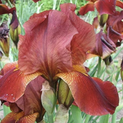 Kosatec 'Howward Weed' - Iris barbata-elatior 'Howward Weed'